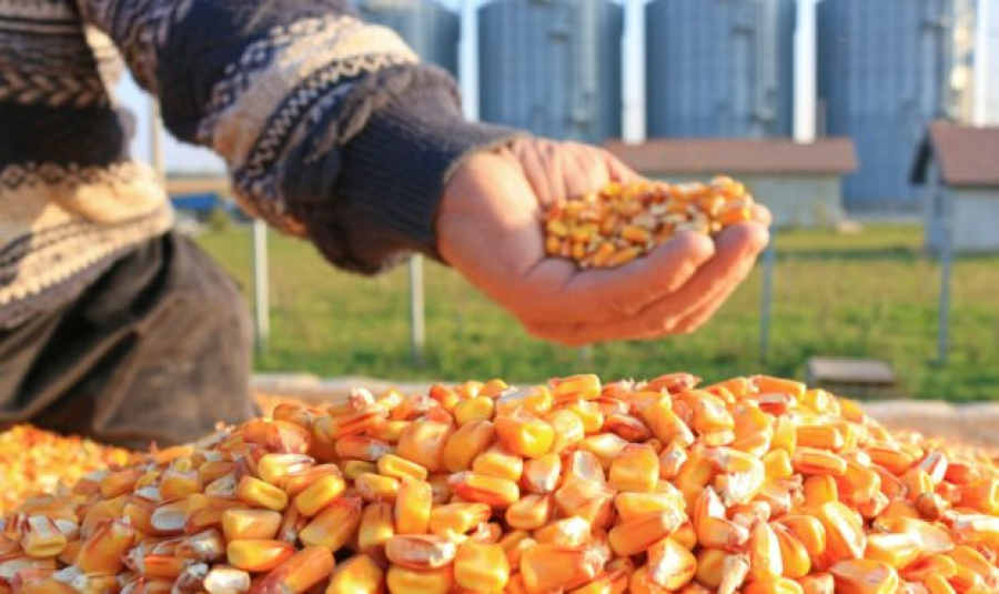 Українська кукурудза суттєво подешевшала