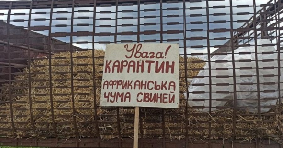 Африканська чума свиней: у Тишківці  умертвлять понад 400 голів