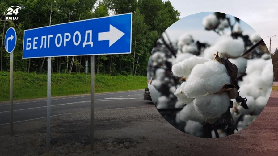 Операція в Бєлгородській області може змусити Кремль відтягнути частину російських військ від лінії фронту — Reuters