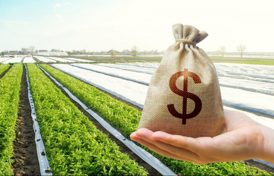 Ринок землі: стало відомо, скільки ділянок продали на Кіровоградщині